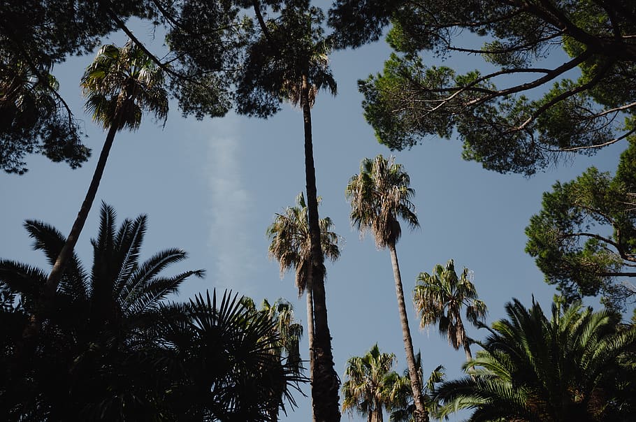 tree, plant, palm tree, arecaceae, summer, nature, flare, light HD wallpaper