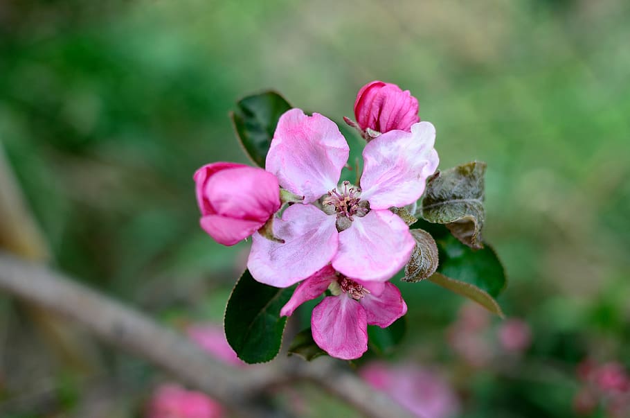 flower, apple, spring, branch, pink, bud, garden, tree, foliage HD wallpaper