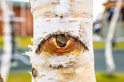 plant, tree, birch, art, trees, nature, psychedelic, bird, animal HD wallpaper