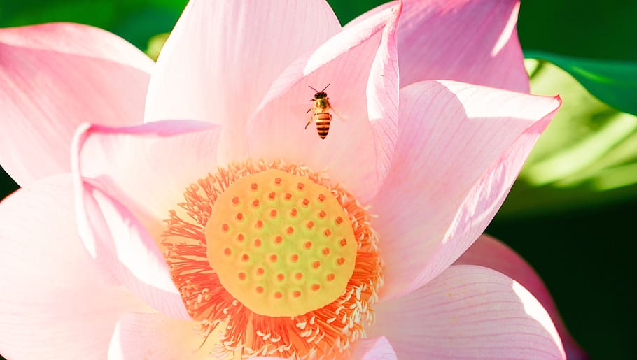 lotus, bee, insects, blossom, flower, buddhism, flora, flowering plant HD wallpaper