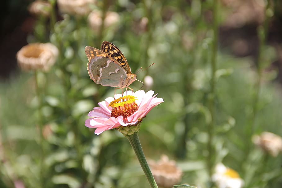 butterfly, flower, insect, bloom, nature, macro, summer, wing HD wallpaper