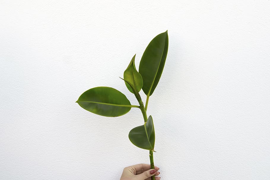 rubber fig plant, leafe, holding, hand, tropical, nature, white background HD wallpaper