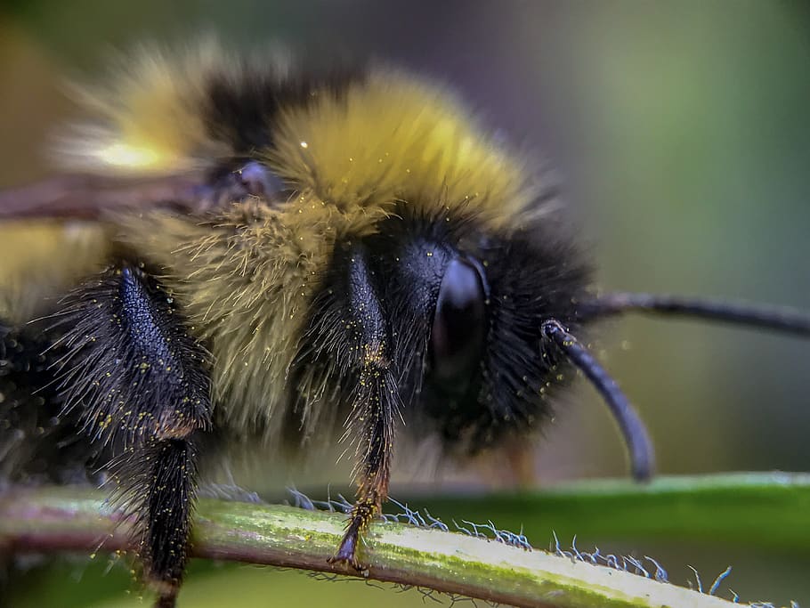 animal themes, insect, one animal, invertebrate, animals in the wild HD wallpaper
