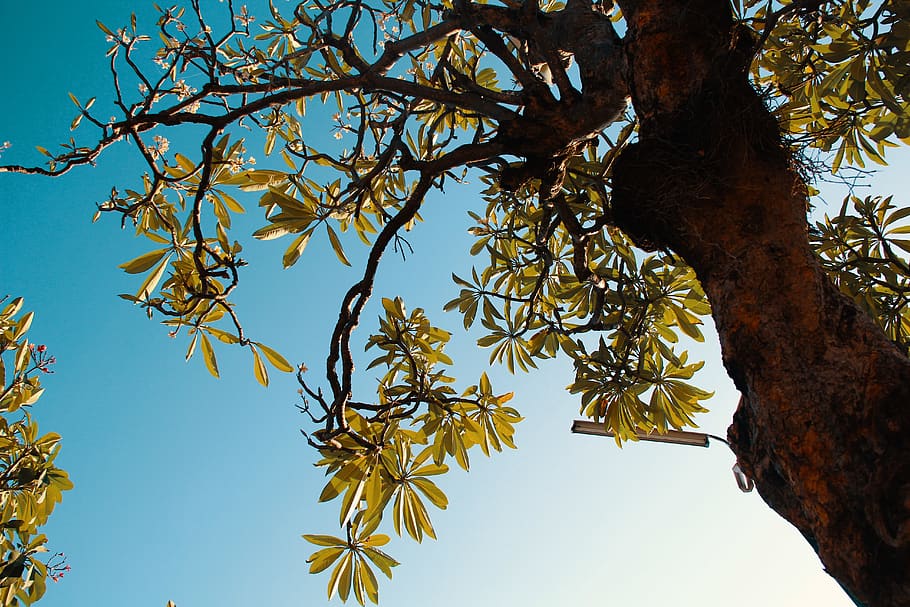 tree, leaf, leaves, trunk, flower, morning, bali, plant, sky HD wallpaper