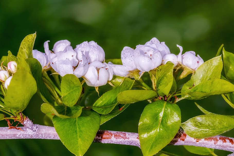 pear blossom, spring, tree, bloom, white, fruit tree blossoming HD wallpaper