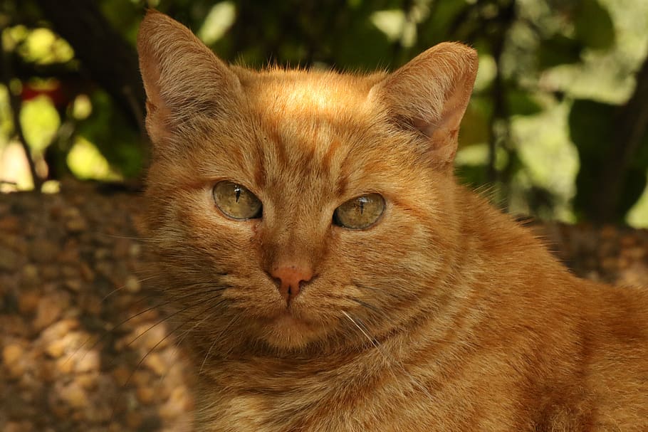 cat, face, close up, portrait, eyes, green, animal themes, domestic cat HD wallpaper