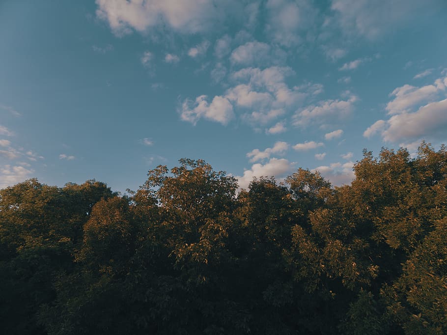 trees, sky, indie, hipster, summer, aerial, background, plant, HD wallpaper