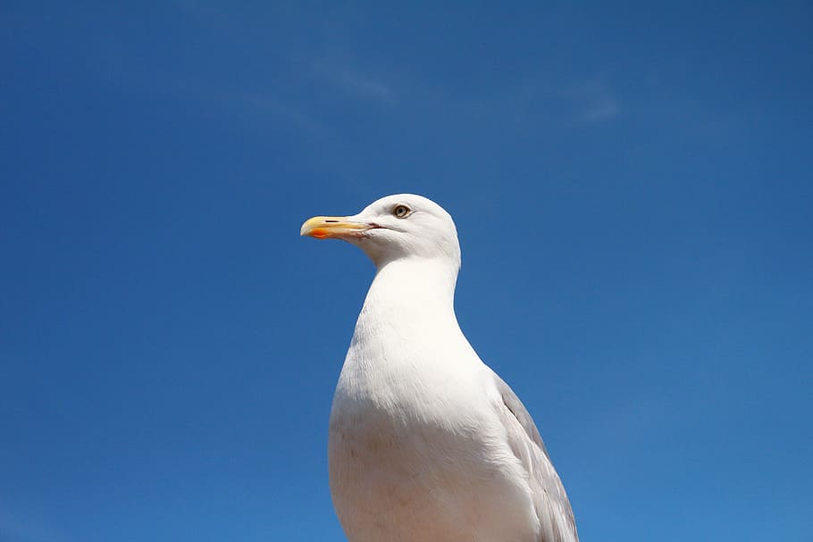 white, bird, fly, flying, animal, seagull, one animal, animal themes HD wallpaper