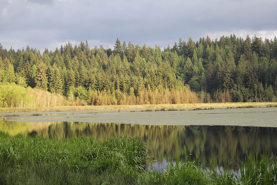 tree, plant, water, lake, beauty in nature, tranquil scene HD wallpaper