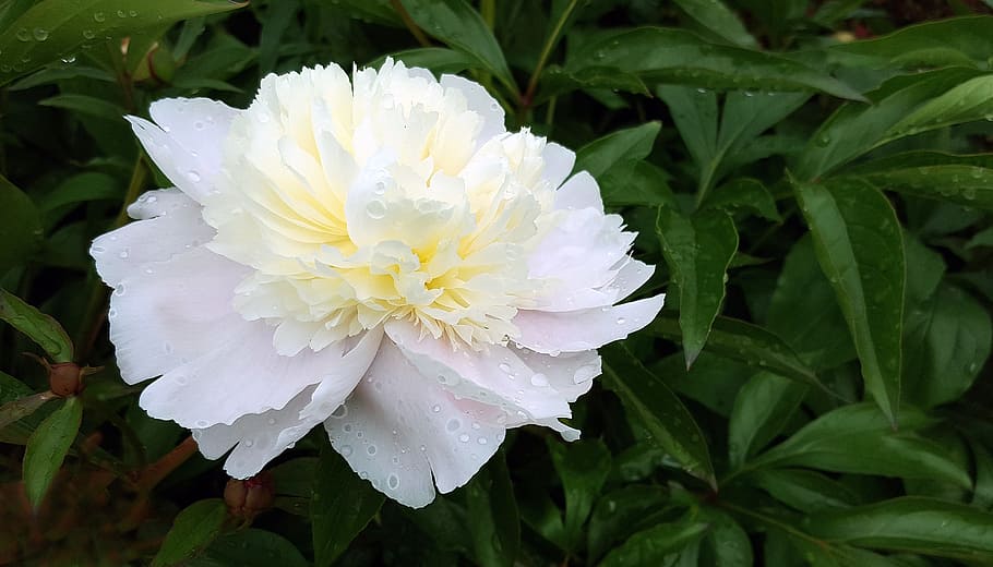 White peony flower bloom with water droplets., peonies, peony plant, HD wallpaper