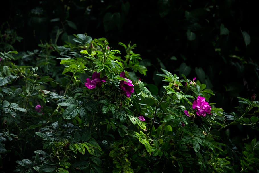 nature, spring, flowers, green, violet, bloom, flora, blooming HD wallpaper