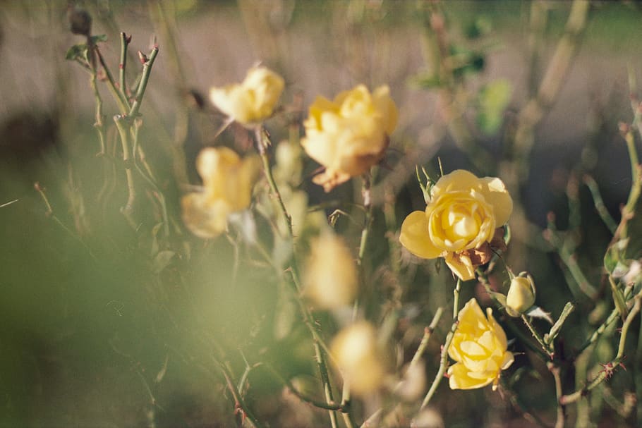 yellow-petaled flowers, plant, blossom, rose, sprout, bud, green, HD wallpaper