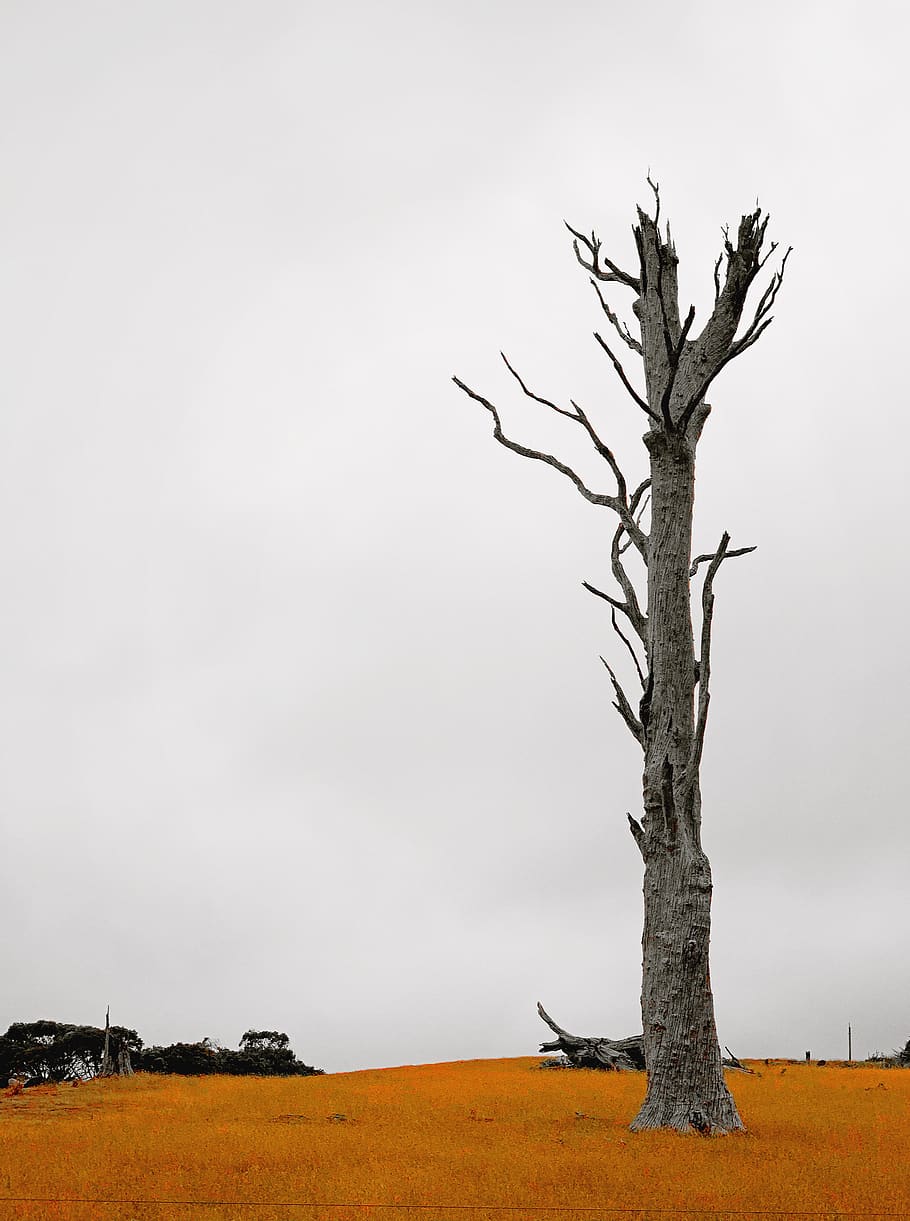 gray bare tree under white sky, plant, wood, tree trunk, australia HD wallpaper