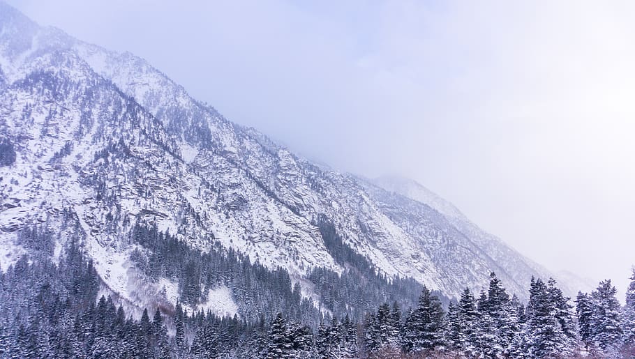 trees, forest, snow, mountain, outdoors, cliff, cliffs, powder HD wallpaper