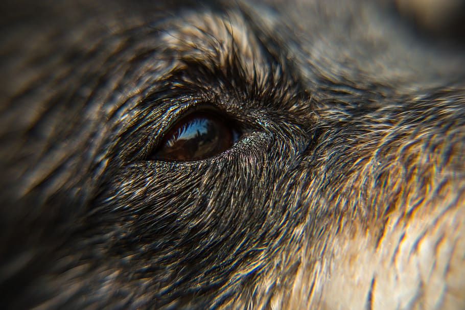 dog eye, fur, canine, bokeh, macro, focu, closeup, animal, k9, HD wallpaper