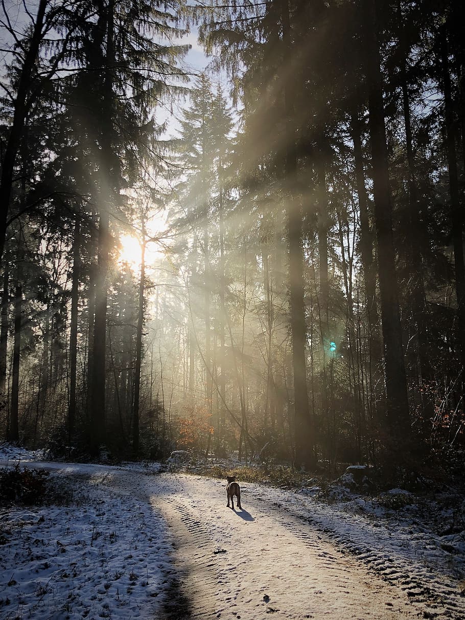 forest, backlighting, nature, sun, winter, mood, sunlight, sunbeam HD wallpaper