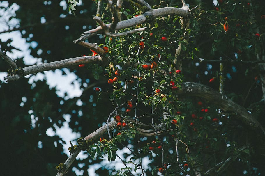 plants, berries, tree, nature, green, red, flora, autumn, growth HD wallpaper
