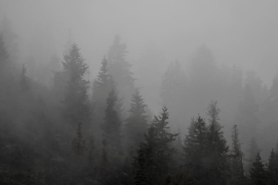 pine trees with fogs, nature, weather, outdoors, mist, plant, HD wallpaper