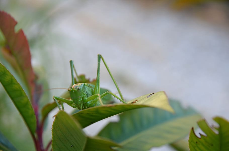 nature, bug, grasshopper, large, green, locusts, sabelsprinkhaan HD wallpaper