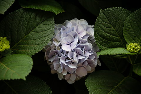 white cluster flower, plant, geranium, blossom, acanthaceae, veins HD wallpaper