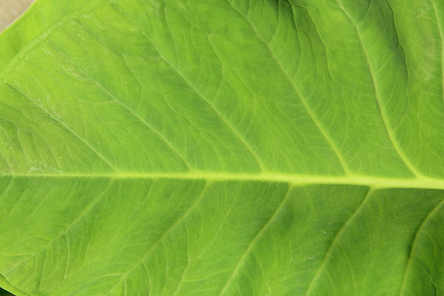color, background, nice, bright, paint, green, page, leaf, plant part HD wallpaper