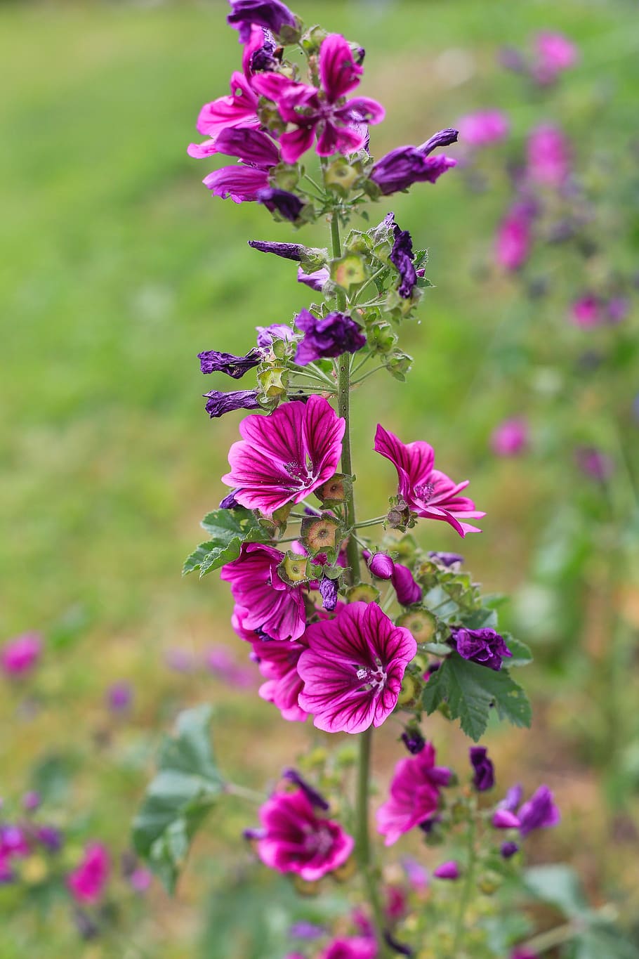 flowers, violet, meadow, flowering plant, freshness, fragility HD wallpaper
