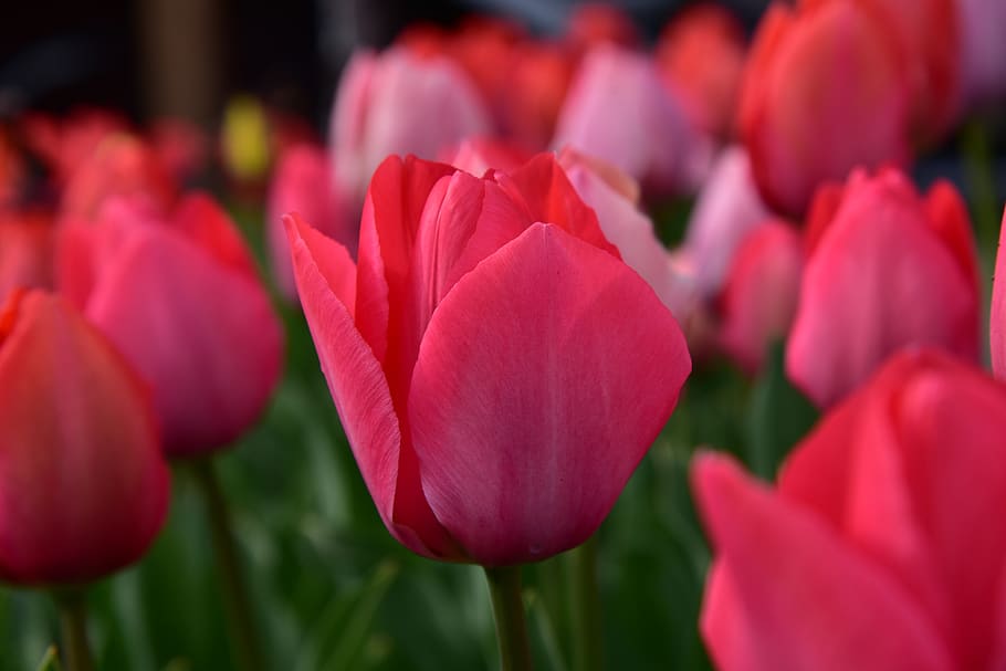tulips, spring, tulip bed, red, flower, flowering plant, beauty in nature HD wallpaper
