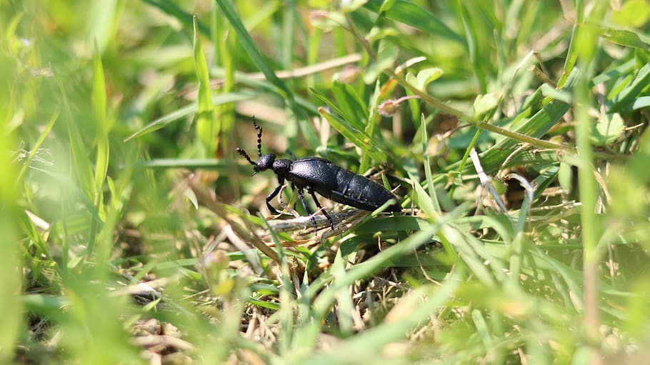 beetle, grass, nature, insect, close up, spring, animal themes HD wallpaper