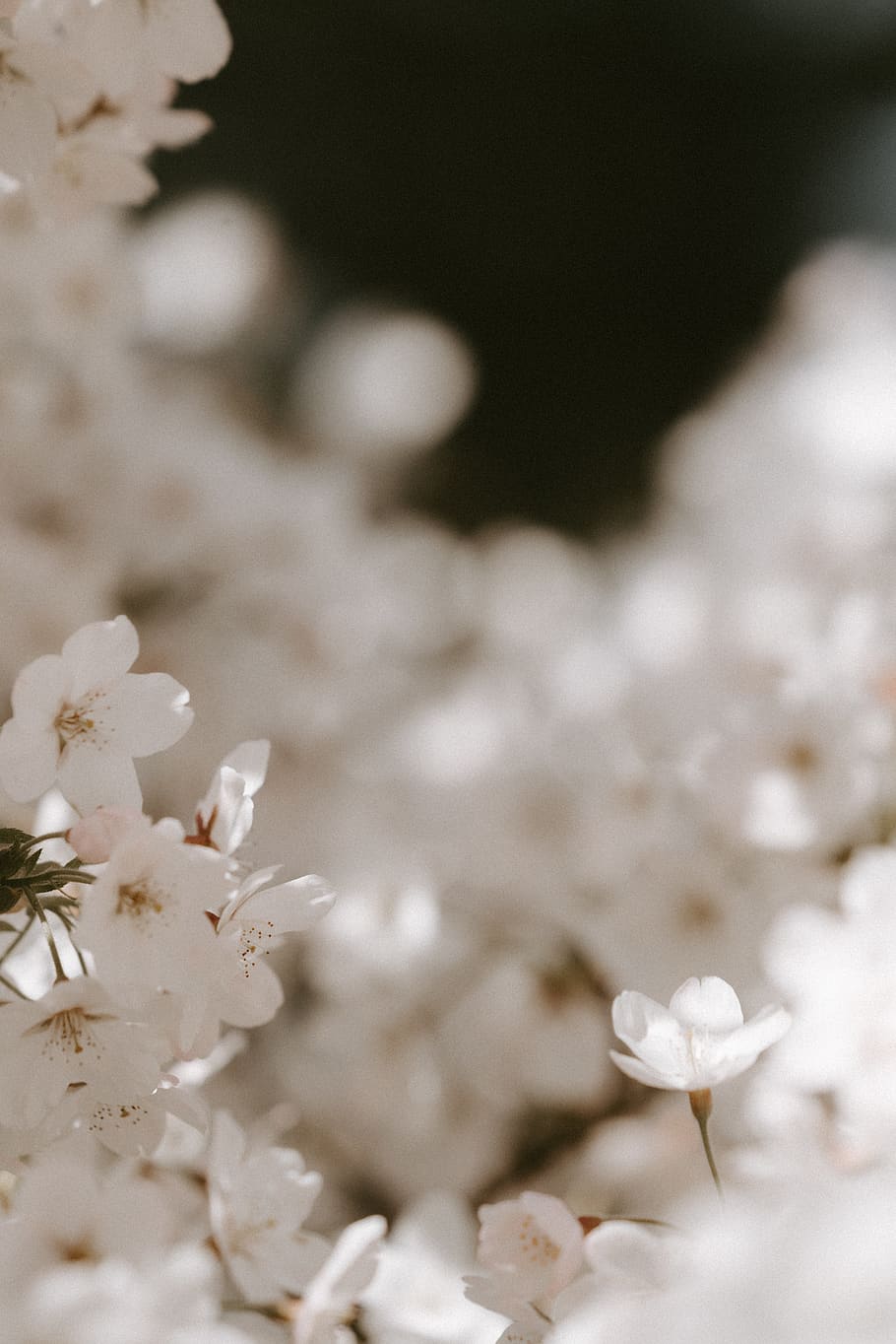 white flowering tree, plant, flowering plant, beauty in nature HD wallpaper