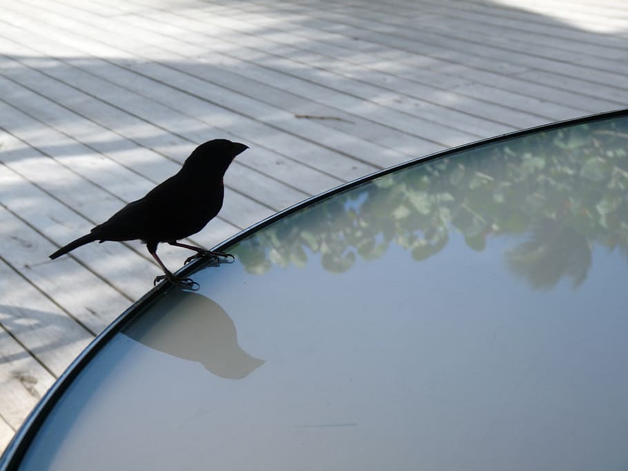black bird on pool side, saint lucia, bodyholiday saint lucia HD wallpaper