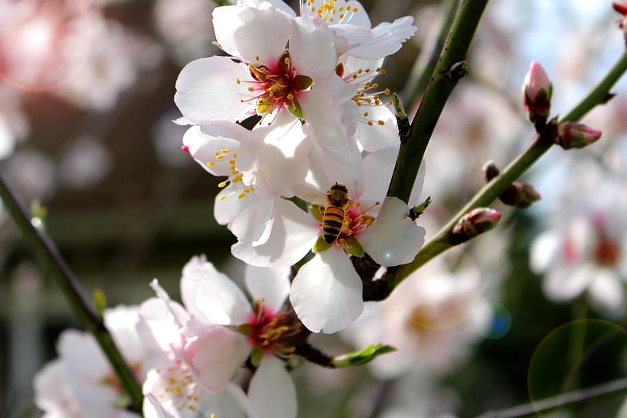 bee, blossom, spring, flower, almond, bloom, insect, pollen HD wallpaper