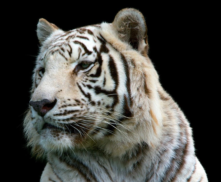 tiger, cat, predator, big cat, animal, animal themes, one animal HD wallpaper