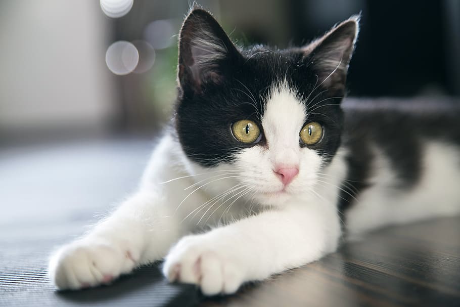 cat, cute, pet, black, white, lying, relax, rest, paws, feline HD wallpaper