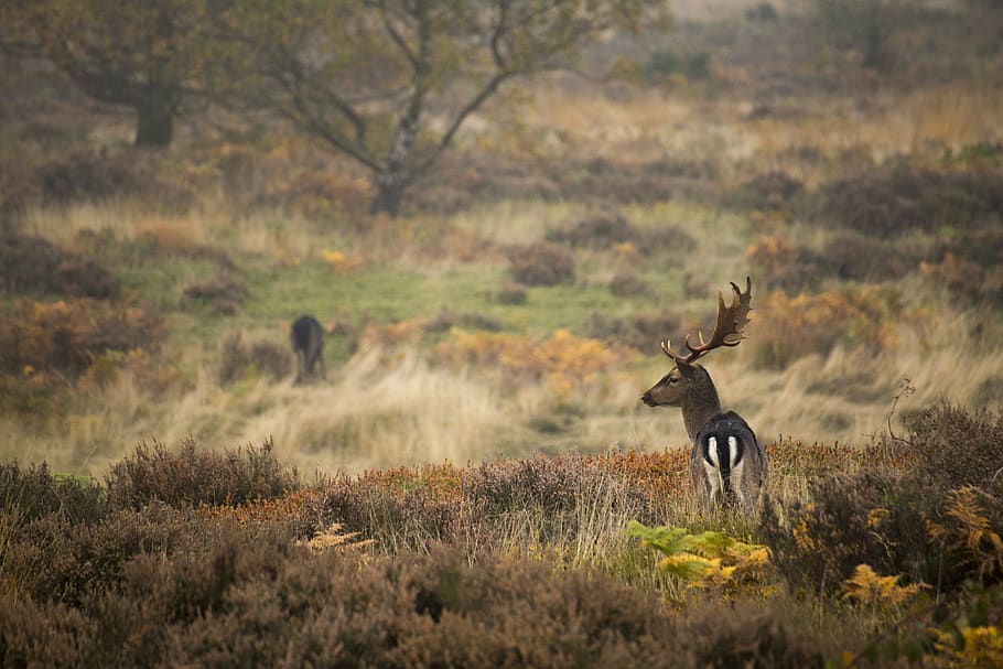 deer on wheat field, animal, cannock chase forest, united kingdom, HD wallpaper
