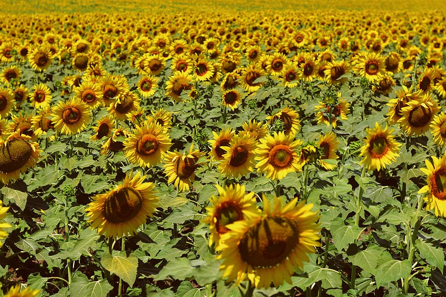 sunflower field during daytime, plant, blossom, flora, nature HD wallpaper