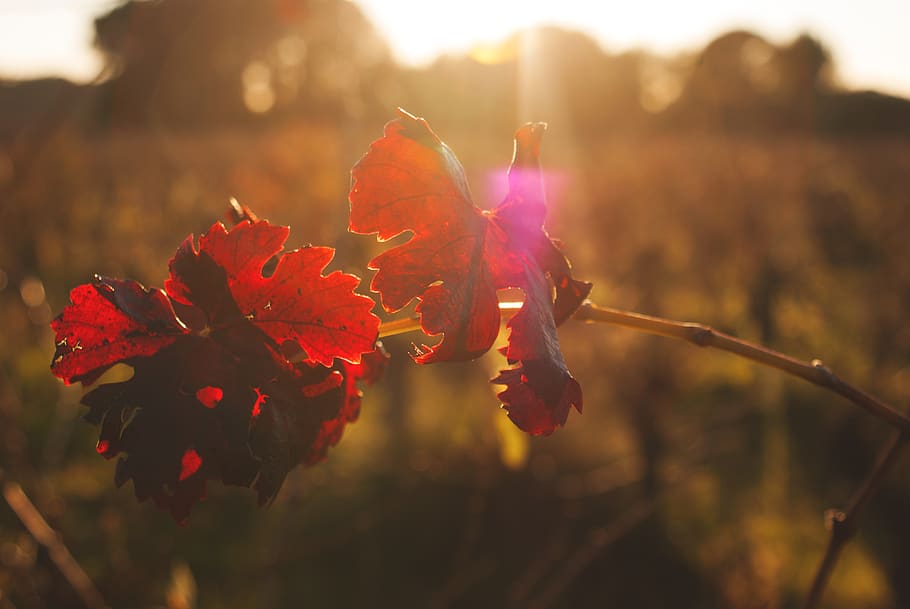 plants, shadows, light, red, colors, sun, nature, sunset, beauty in nature HD wallpaper