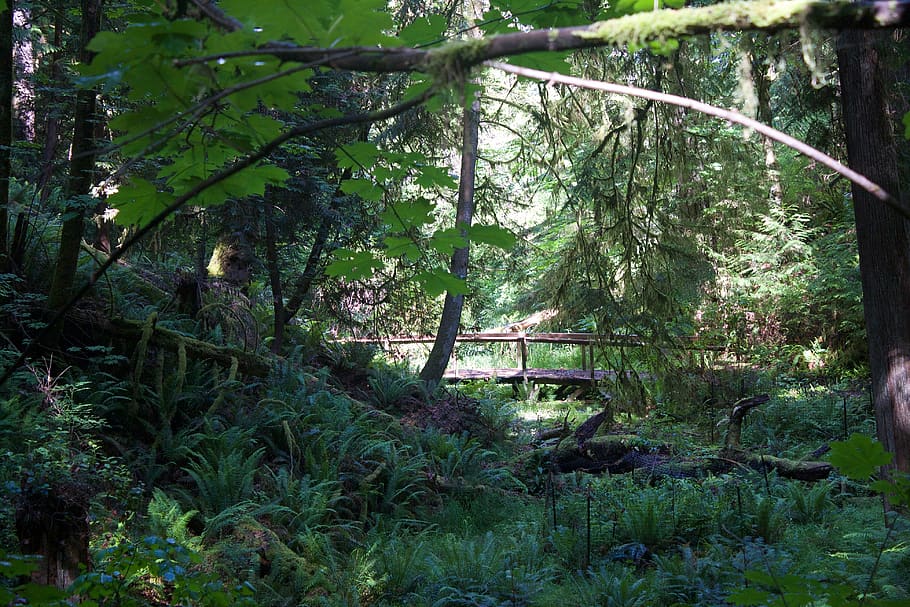 trees, forest, green, bridge, grass, leaves, brown, logs, seattle HD wallpaper