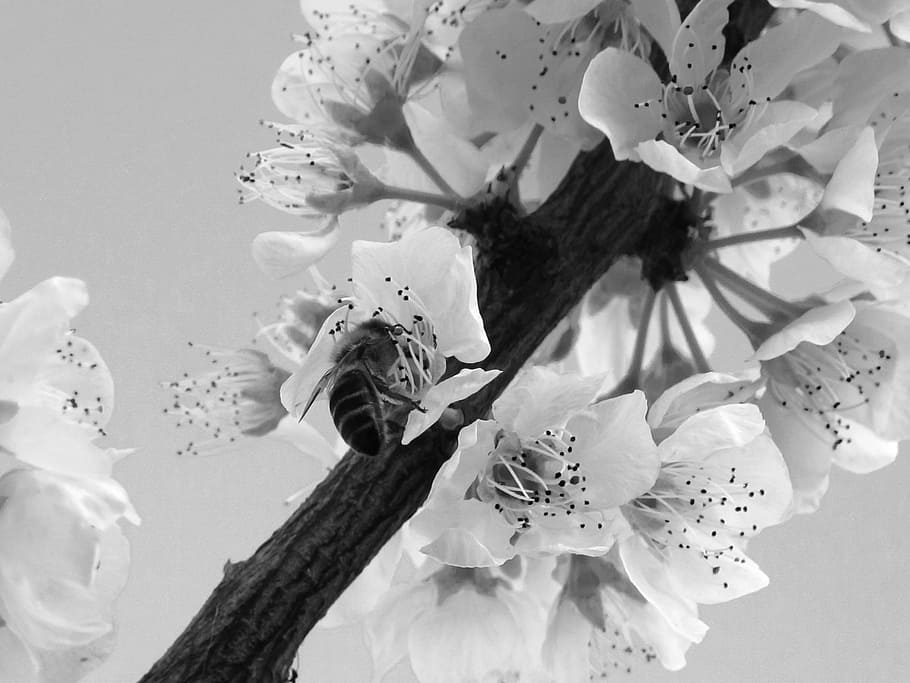 flowers, flora, spring, flowering, plant, flowering plant, growth HD wallpaper