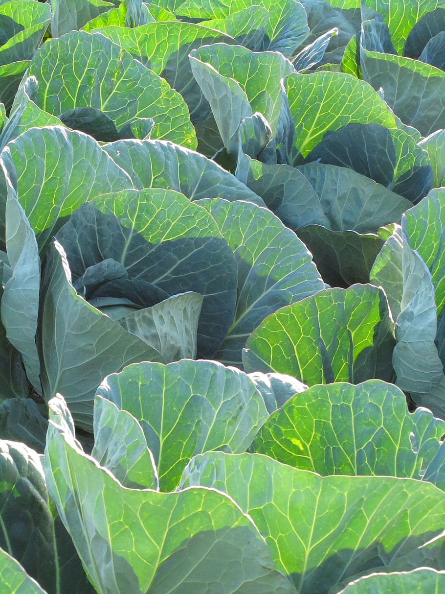 australia, mount whitestone, pattern, texture, backlight, vegetable HD wallpaper