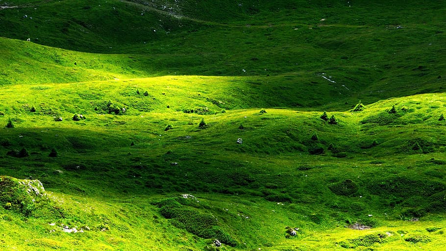 italy, madonna di campiglio, green color, beauty in nature, HD wallpaper