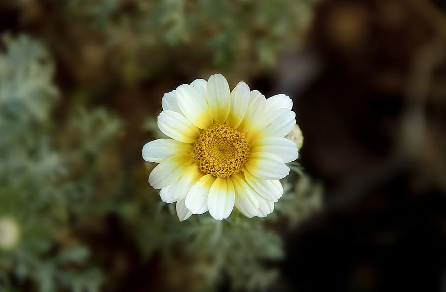Yellow and White Petaled Flower, bloom, blossom, close-up, flora HD wallpaper