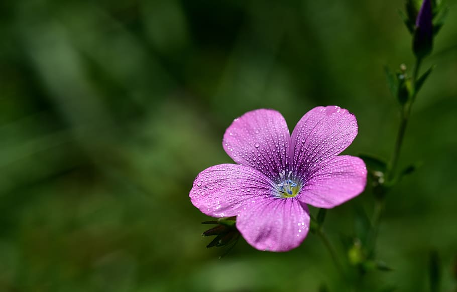 cranesbill, blossom, bloom, small, nature, macro, summer, close up HD wallpaper