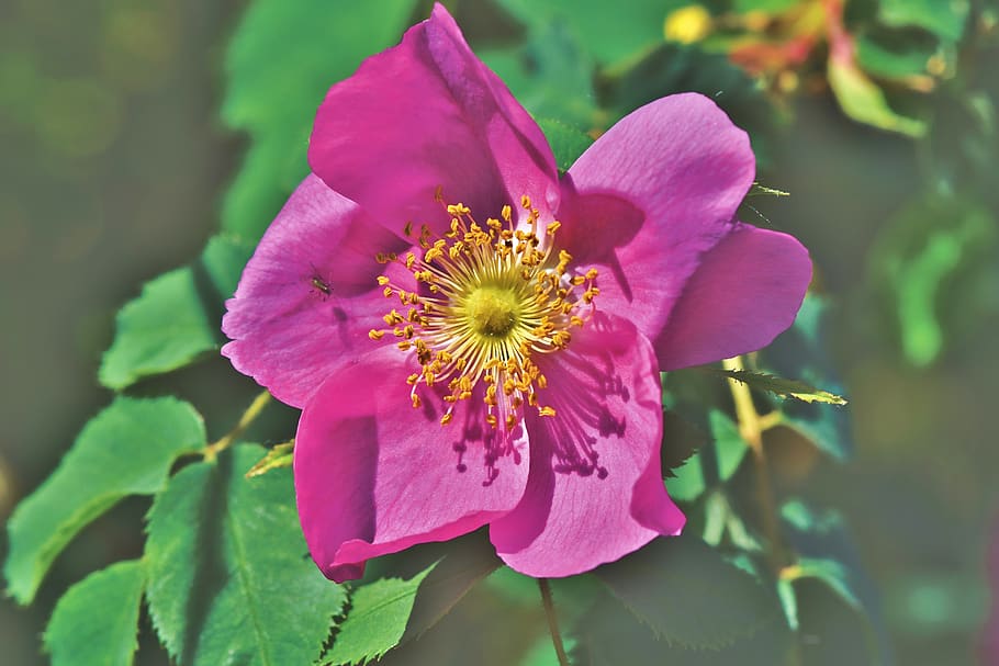 anemone, florets, blossom, bloom, spring flower, early bloomer HD wallpaper