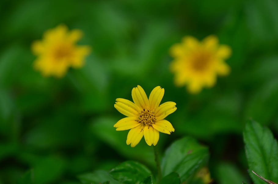 HD wallpaper: macro, flowers, yellow, plant, garden, backyard, blossom