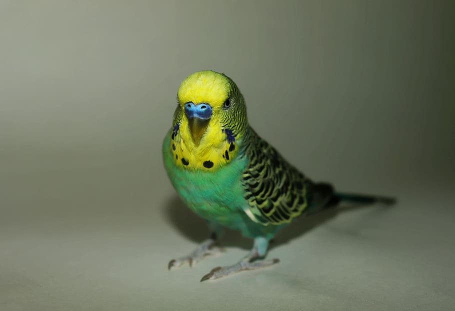 parakeet, parrot, blue, yellow, animal, pet, animal themes HD wallpaper
