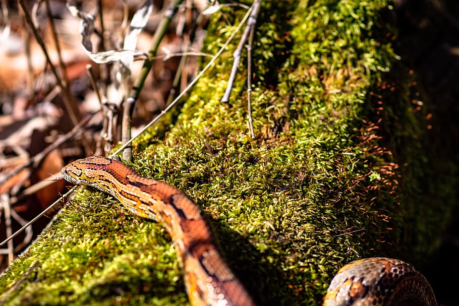 brown snake, moss, plant, animal, reptile, meeman-shelby forest state park HD wallpaper