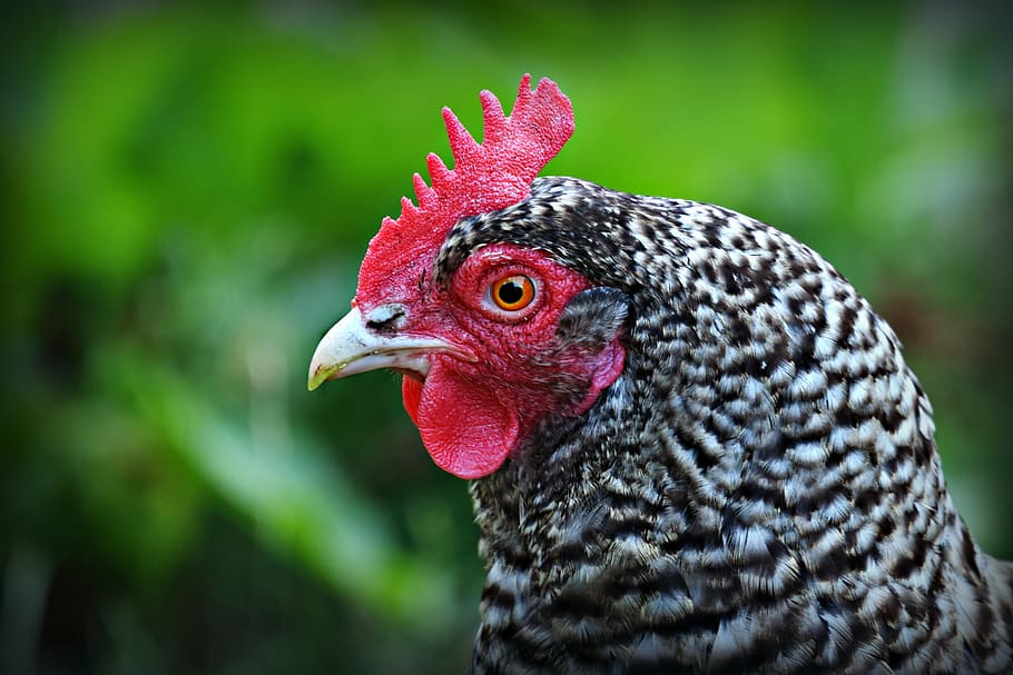 chicken, rooster, bird, fowl, animal, beak, eye, cockscomb, HD wallpaper