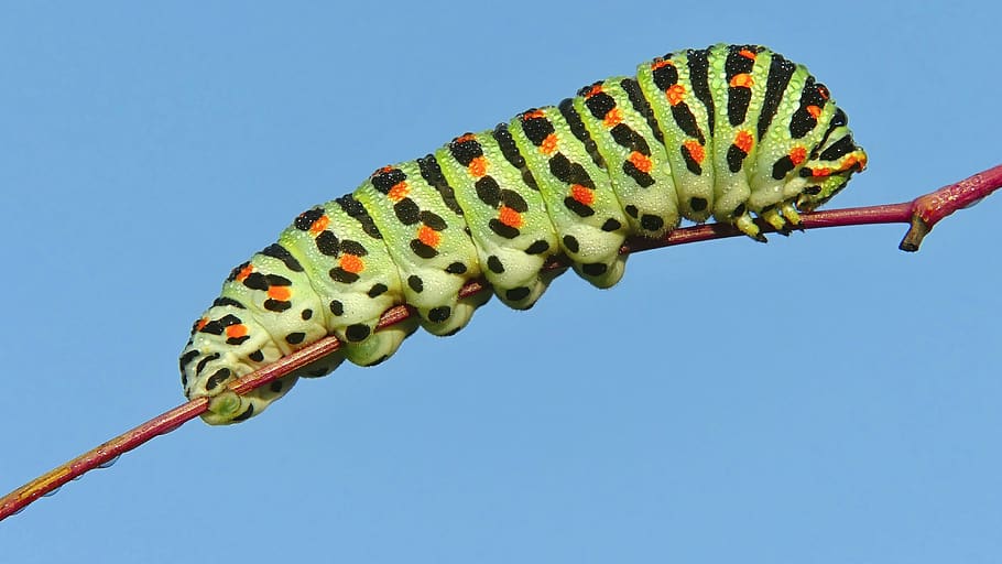 caterpillar, insect, larva, nature, clear sky, one animal, animals in the wild, HD wallpaper