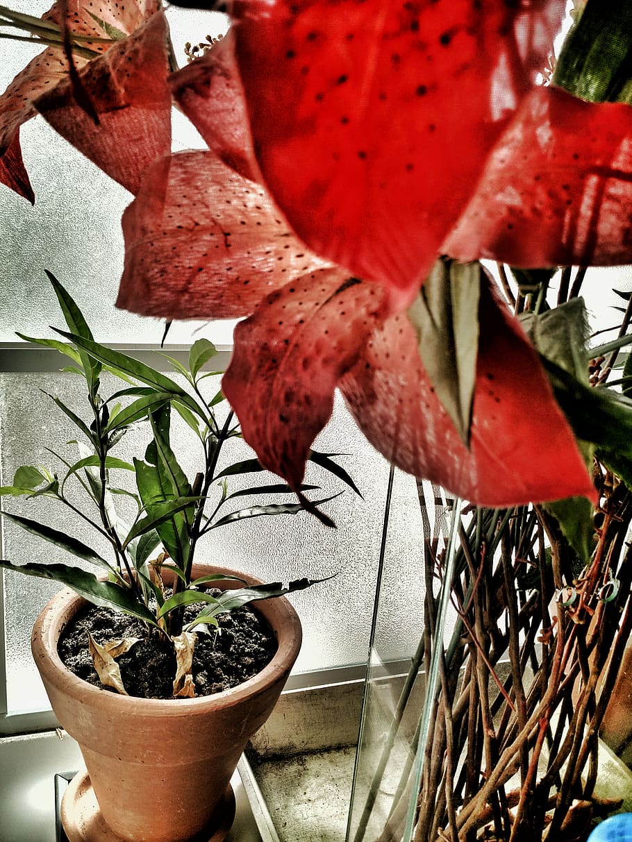 growth, plant, potted plant, beauty in nature, plant part, close-up HD wallpaper