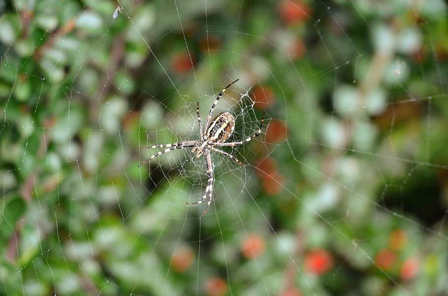 darázspók, nature, web, spider, autumn, animals, eight, garden HD wallpaper
